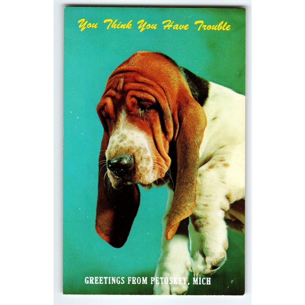 Basset Hound Dog Think You Have Trouble Postcard Greetings From Petoskey Mich